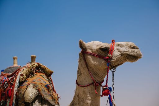 A striking image of a single camel standing in the foreground of the iconic Pyramids of Giza