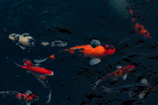 A closeup shot of vibrant koi fish swimming in a dark pond