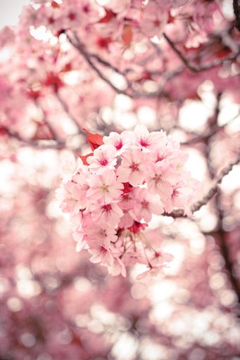 A vibrant tree with pink blooming flowers in a lush garden