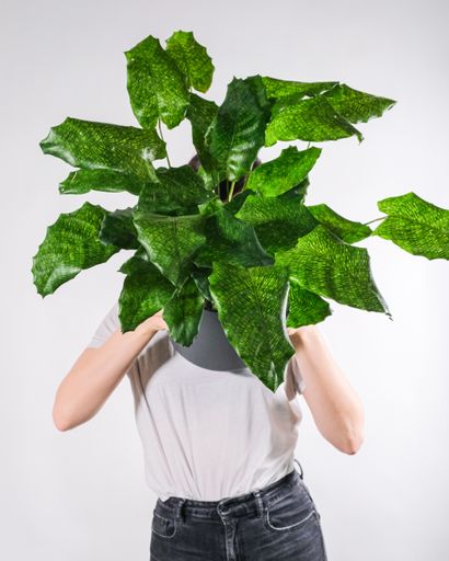 A vertical shot of a person holding a pot with a flower plant with a white background