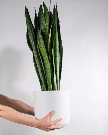 A vertical shot of a person holding a pot with a Sansevieria plant with a white background