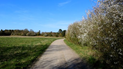 A picturesque scene of a winding trail weaving through a picturesque field of green foliage and shrubbery, set against a clear blue sky