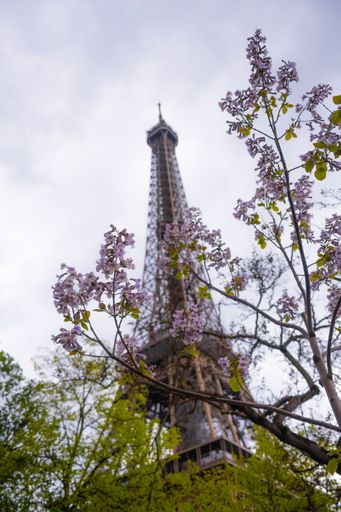 A vibrant pink flowering tree with the Eiffel Tower in the background showing the spring in Paris