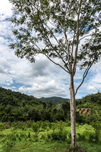A vertical shot of a durian ranch in the jungles of Western Thailand