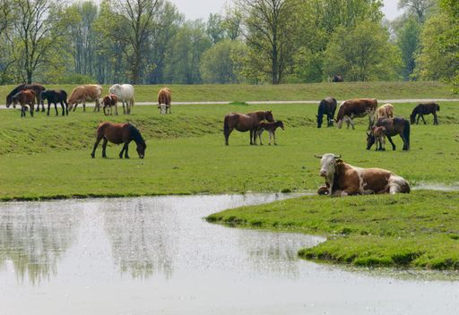 A herd of cows and horses grazing on lush green grass near a pond in Lonjsko Polje Nature Park, Croatia