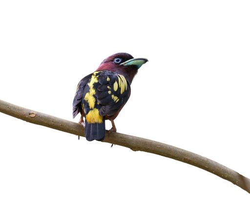 A beautiful banded broadbill bird perched on a tree branch isolated on a white background