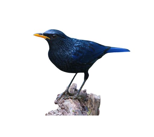 A beautiful blue whistling thrush bird perched on a tree branch isolated on a white background