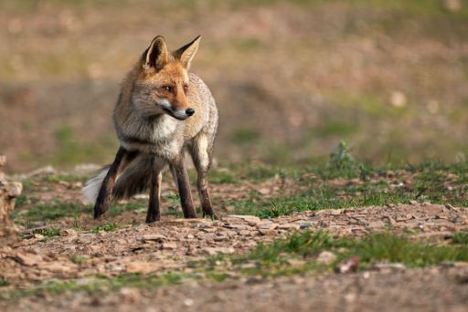 A beautiful red fox stands on the grassy landscape, attentively gazing out into the distance