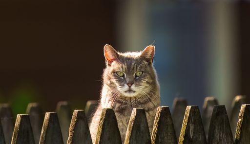 A cat standing behind a wooden fence, looking directly at the camera with a curious expression