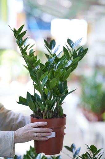A vertical shot of woman hands holding a zamioculcas indoor plant in a pot