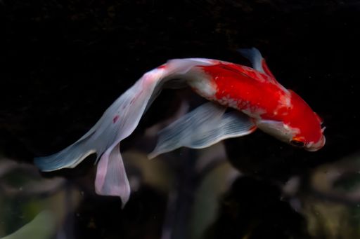 A close-up shot of a colorful longfin koi swimming in a pond.