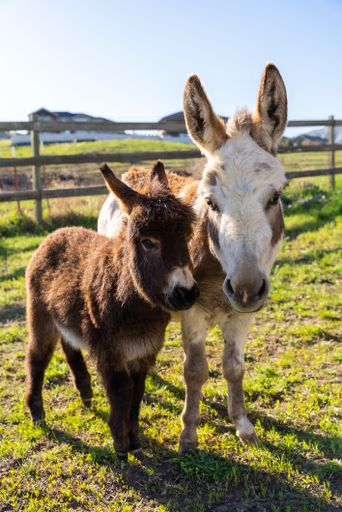 Mother and Child Miniature Donkey