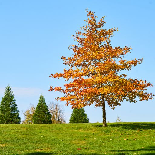 Autumn in Stirin Castle Park near Prague, Czech Republic