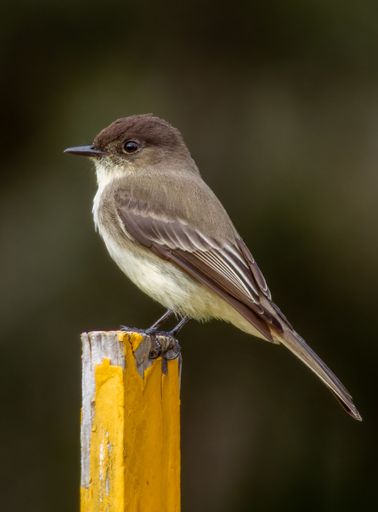 A vertical selective focus shot of an eastern Phoebe flycatcher bird perched on a wooden pole