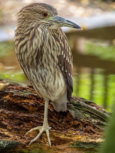 A vertical closeup shot of a juvenile night crowned heron perched on a branch
