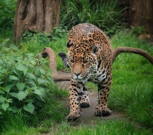 A majestic jaguar strides through a lush grassy landscape with a tall tree in the background, its graceful beauty and power on full display