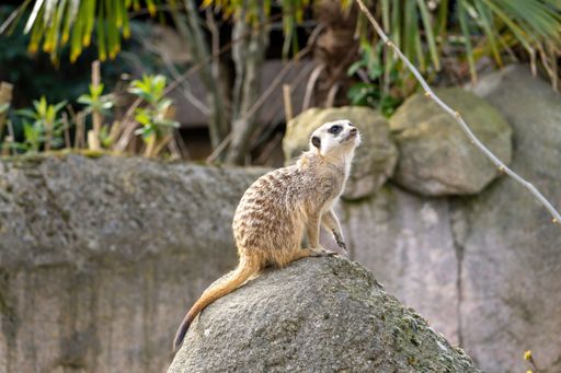 A selective focus shot of a small brown meerkat on a rock