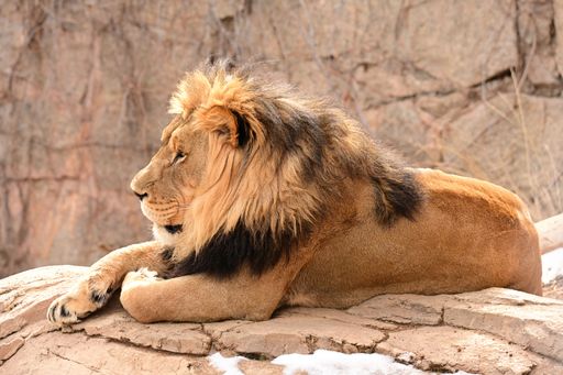 A close-up shot of a lion lying on a rocky surface in its natural habitat