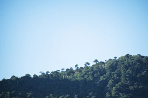 A beautiful view of fresh green trees under a blue sky
