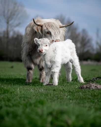 A loving mother Scottish Highlander standing in a lush, green meadow with her young baby beside her