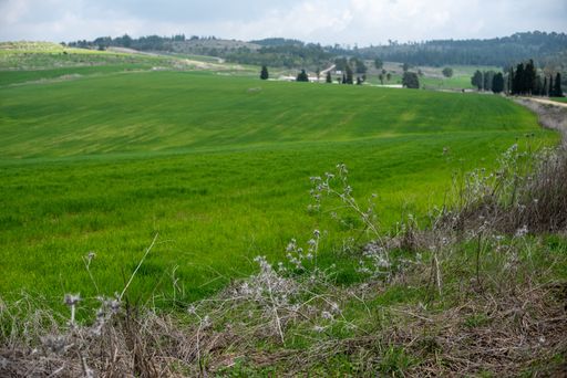 A field covered in greenery surrounded by hills and forests under a cloudy sky and sunlight