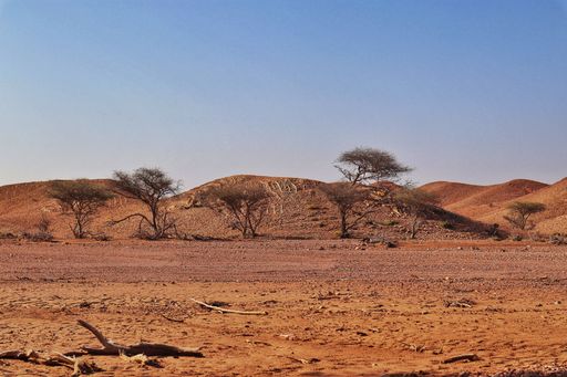 A scenic view of a gravel road with trees in the desert landscape.