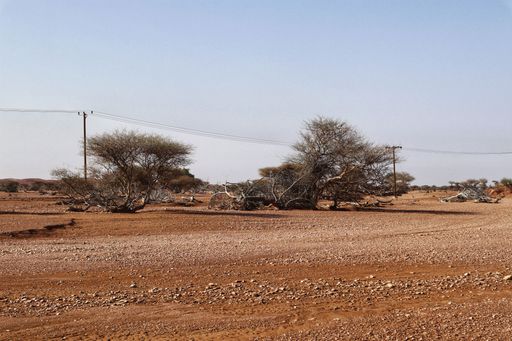 A scenic view of a gravel road with trees in the desert landscape.