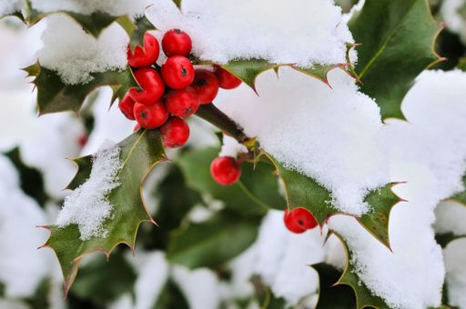 A Holly (Ilex aquifolium), with red berries and snow
