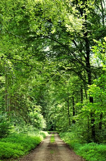 A winding dirt road that meanders through a lush green forest.