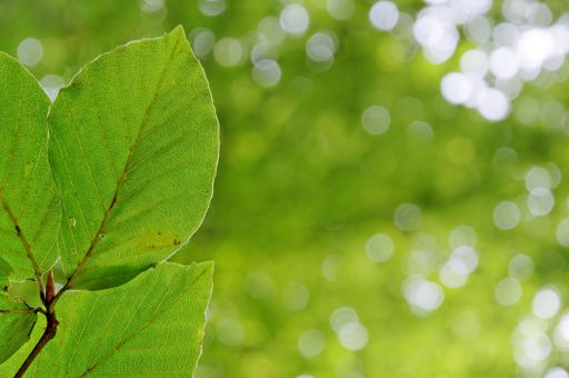 A closeup of a green leaf against a background of natural bokeh lights.