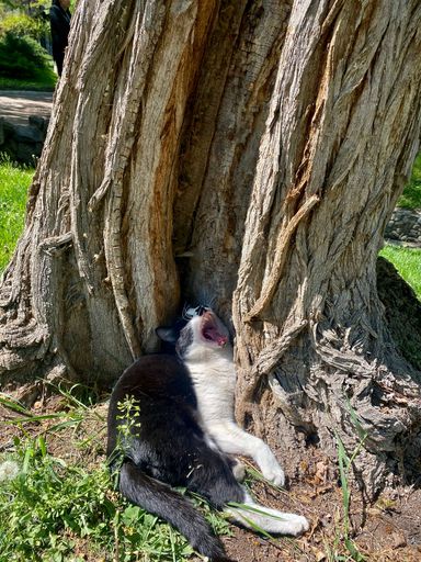 A closeup of a cat yawning, leaning on a tree in a park on a sunny day
