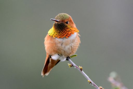 A selective focus shot of an orange rufous hummingbird perched on a branch