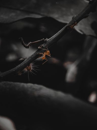 A close-up macro shot of an ant crawling on a green branch in a blurred background