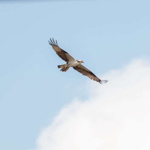 An osprey bird soars high in a brilliant blue sky, with billowy white clouds in the background