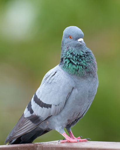 A vertical selective focus shot of a gray pigeon perched on a wooden surface