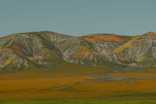 A scenic landscape of a rolling hillside with lush green grass and colorful wildflowers in bloom