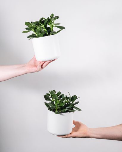 A close up of pots of jade plants in pots on the hands isolated on white background