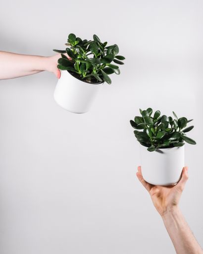 A close up of hands holding jade plant pots