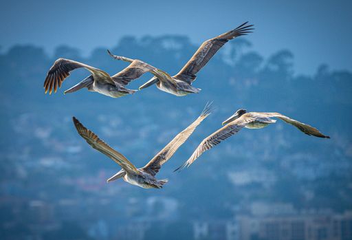 A vibrant shot of a flock of Pelicans (Pelecanus) gliding gracefully over a blue ocean