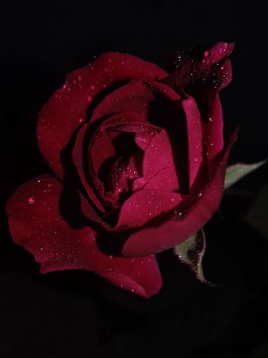 A close-up shot of a red single rose bloom with water droplets on its petals, isolated on a black background