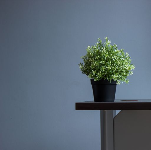 A small potted plant atop a desk in front of a blue wall.