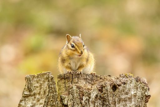 An inquisitive ground squirrel stands perched atop a wooden stump, its inquisitive gaze focused directly at the camera