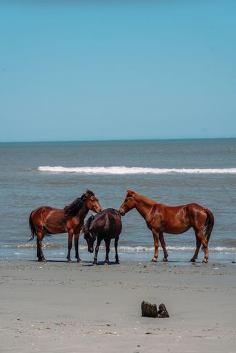 The wild horses on the beach in Outer Banks, North Carolina.