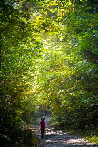 A vertical shot of a baby on a pathway in a forest covered in greenery under the sunlight