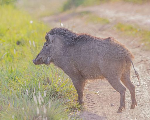 A wild boar walking down a dirt road surrounded by lush green grass