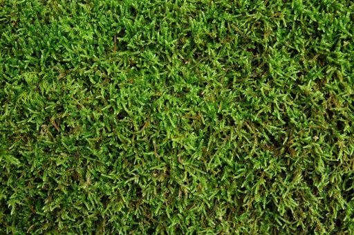 A vibrant closeup of lush green grass with its natural earthy soil visible just below the surfacr