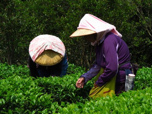 Two hardworking people working on the organic  tea field in the daylight