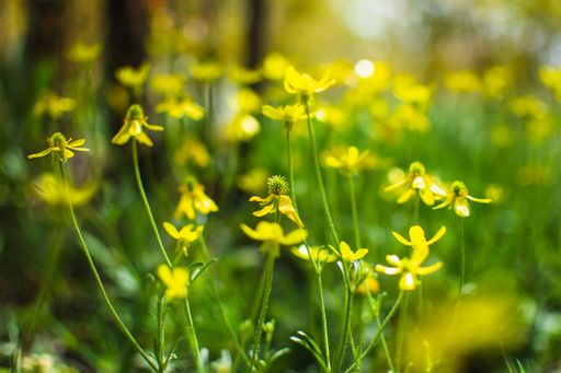 A vibrant cluster of yellow wildflowers in a lush, green forest landscape