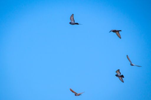 A group of birds flying in the blue sky during a sunny day