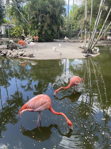 A vertical shot of flamingos in the water in South Florida, the USA